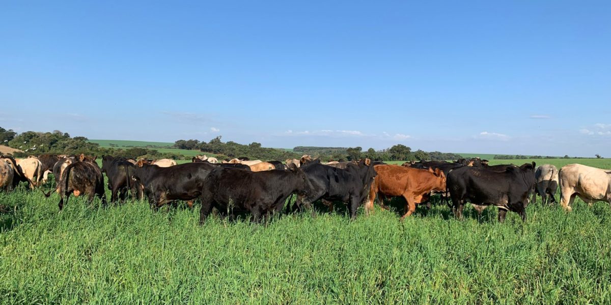 Rio Grande receberá Delegacia de Crimes Rurais e projeto contra violência de gênero