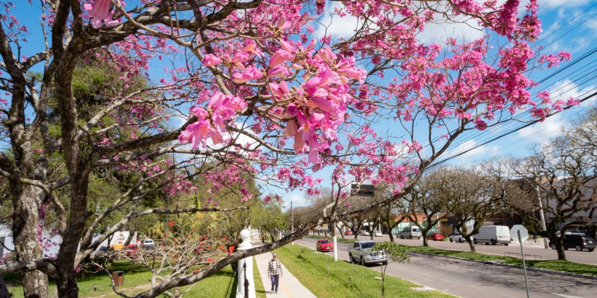 Cores, simbolismo e benefícios que florescem em Pelotas