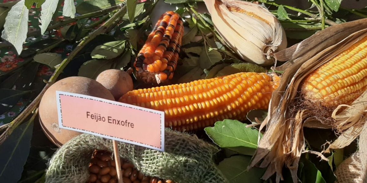 12ª Feira de Sementes Crioulas destaca agricultura familiar e biodiversidade
