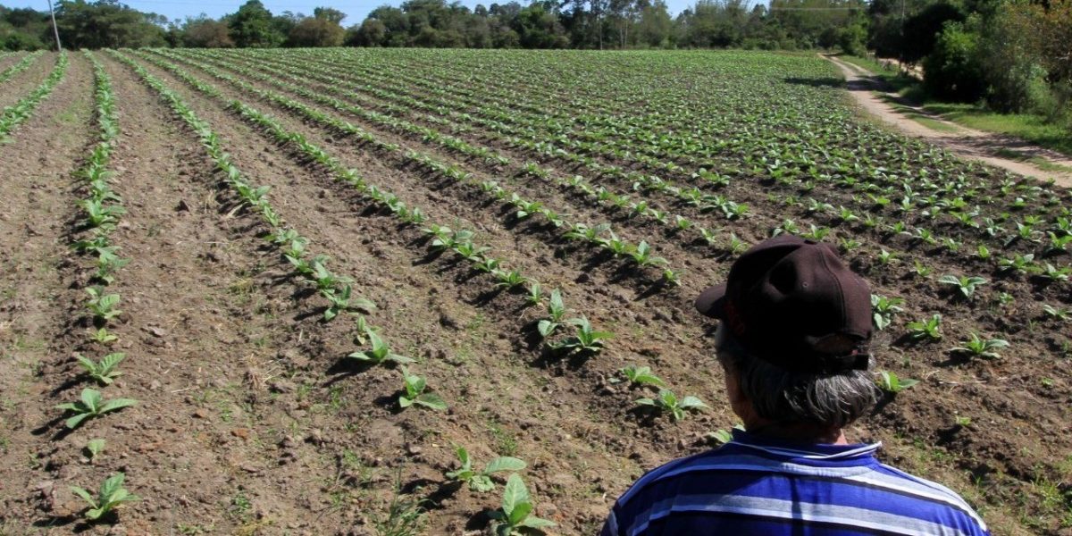 Safra do fumo na Zona Sul tem boas expectativas, mas cultivo de inverno reduz