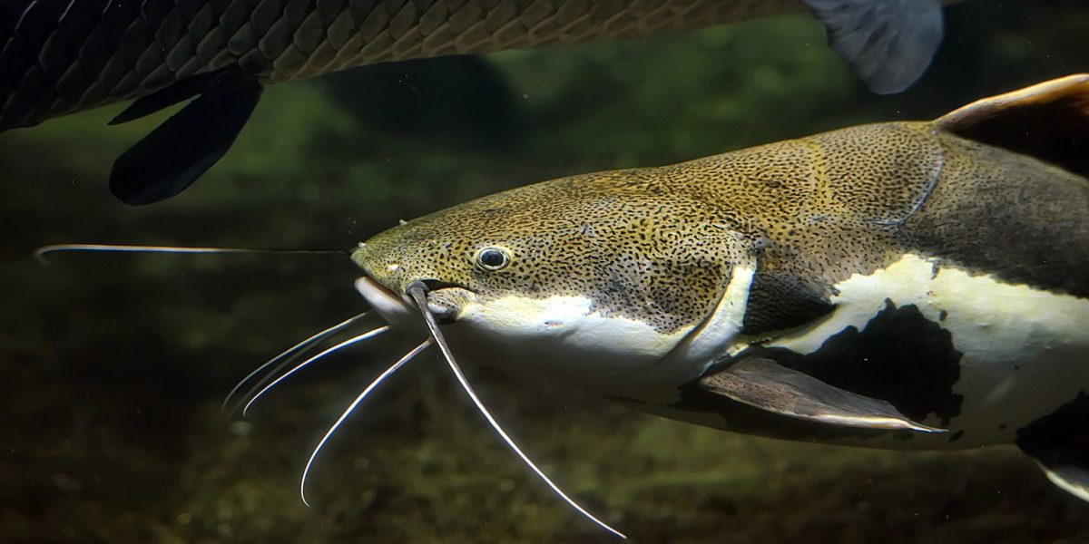 Justiça mantém proibição da pesca de bagres na Lagoa dos Patos