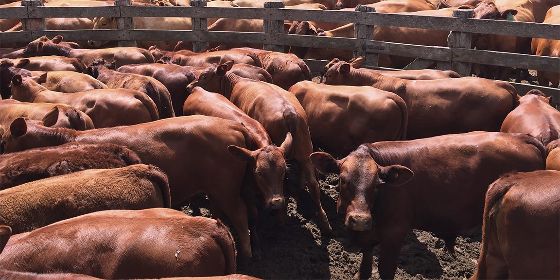 Leilão Montana oferta touros de alto valor genético na 99ª Expofeira