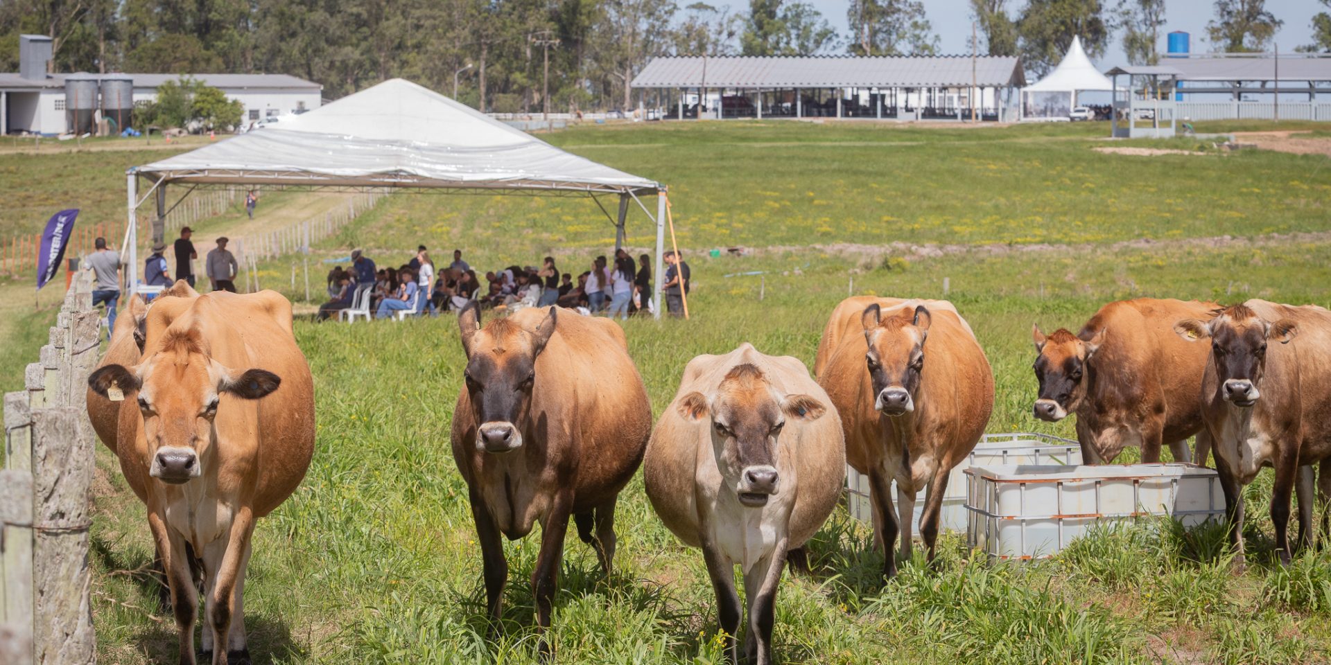 Dia de Campo do Leite tem foco em sustentabilidade e bem-estar animal