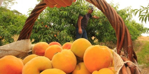 Pelotas tem boas expectativas para a safra do pêssego