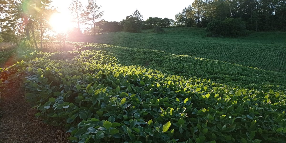 Terra Forte recebe inscrições de mais de quatro mil produtores