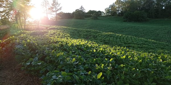 Terra Forte recebe inscrições de mais de quatro mil produtores