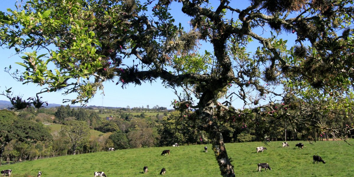 Pelotas terá plenária da Cúpula dos Povos no Bioma Pampa