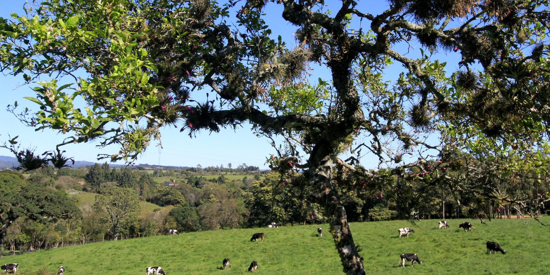 Pelotas terá plenária da Cúpula dos Povos no Bioma Pampa