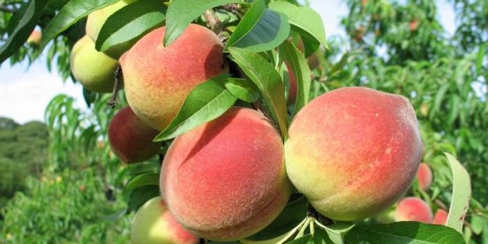 Região tem expectativa de safra positiva de pêssego, mas preços são fator de preocupação