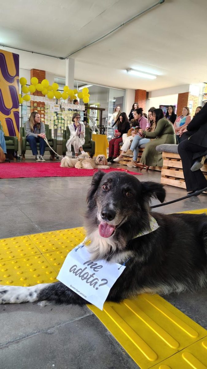 Pelotas promoverá ação de adoção de cães em jogo na Boca do Lobo