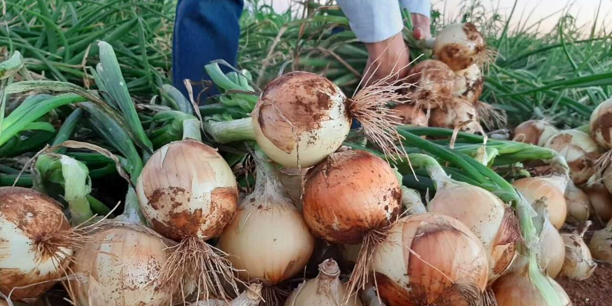 Região Sul tem projetos eleitos em votação da Consulta Popular