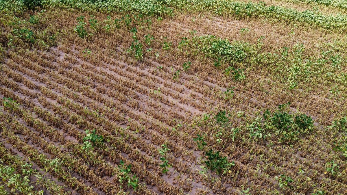 Afonso Hamm defende uso do Fundo Social do Pré-Sal para minimizar endividamento rural