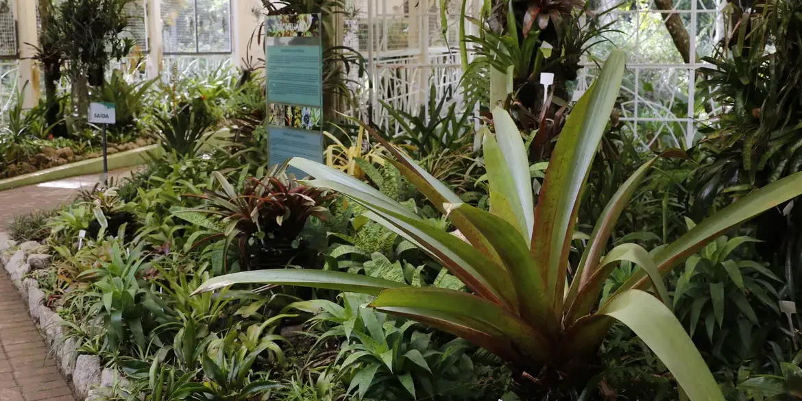 Região pode obter recursos para investir em fitoterapia