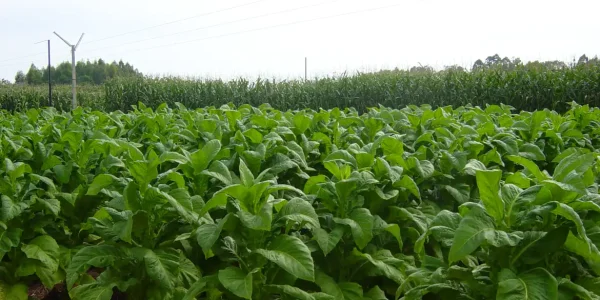 Inscrições para o Programa Terra Forte encerram nesta sexta-feira