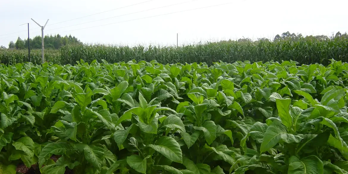 Inscrições para o Programa Terra Forte encerram nesta sexta-feira