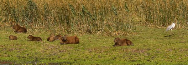 Taim busca a regularização fundiária de área correspondente a 40% do perímetro da reserva