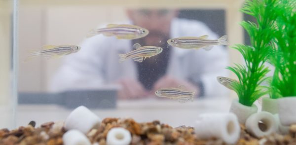 UFPel licencia patente que utiliza microRNAs para monitorar poluição ambiental