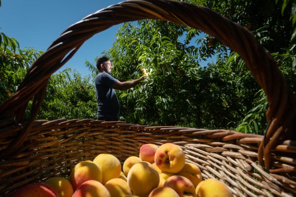 Pelotas abre colheita do pêssego e projeta safra de qualidade