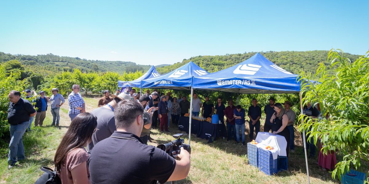 Reunião com Ministério frustra produtores de pêssego