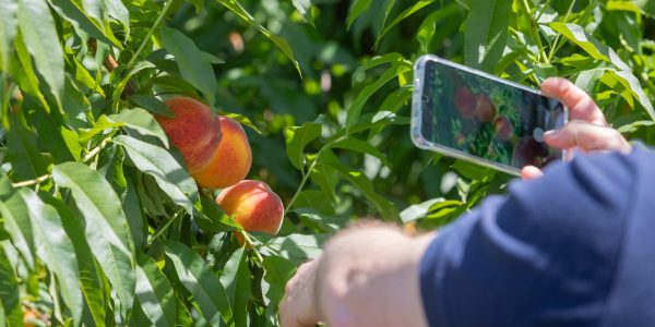 Produtores de pêssego da região têm agenda com Ministério da Indústria