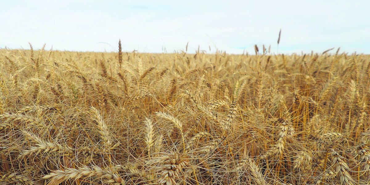 Trigo perde espaço em Pelotas em razão do baixo preço e clima