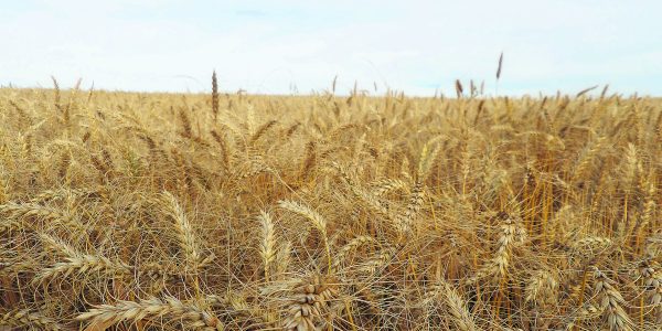 Trigo perde espaço em Pelotas em razão do baixo preço e clima