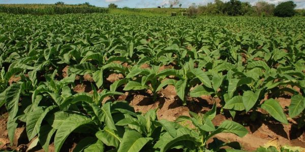 Região projeta superar as 70 mil toneladas na safra do tabaco