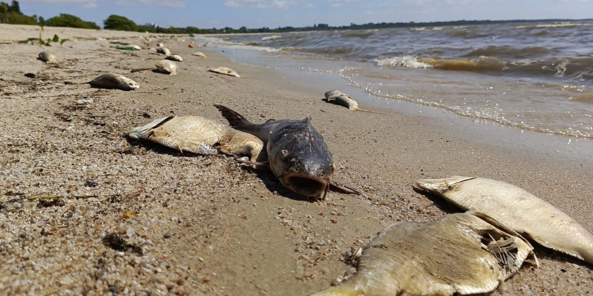Prefeitura investiga mortandade de peixes no Laranjal
