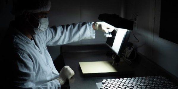 UFPel ajuda a viabilizar vacina nacional de dose única contra a dengue