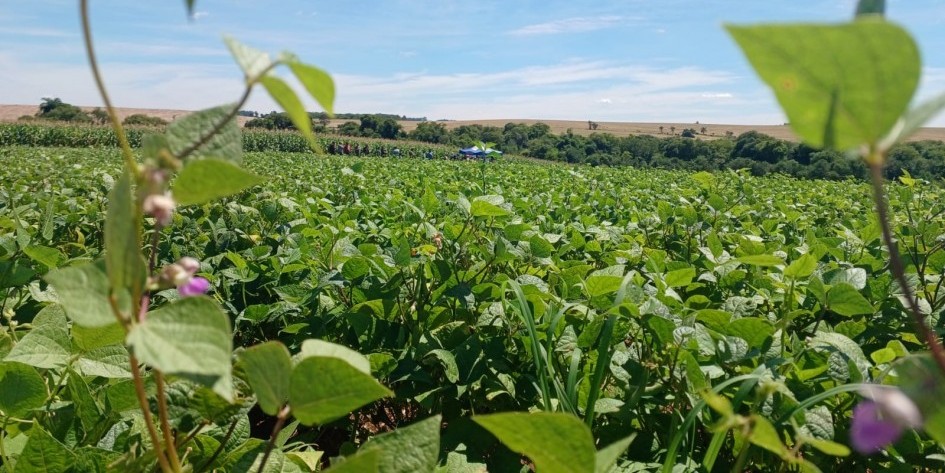 Plantio do feijão 1ª Safra se aproxima do final no RS