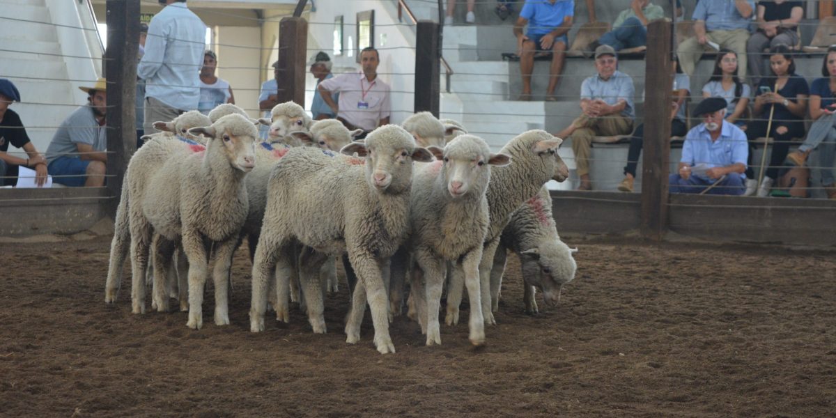 42ª Feovelha aposta em inovação e cultura em Pinheiro Machado