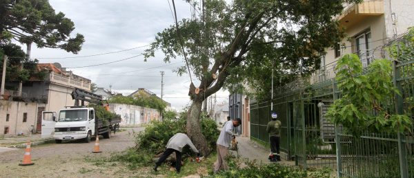 Descriminalização da poda em caso de risco gera alerta sobre cortes ilegais