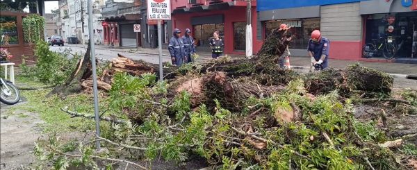 Árvore cai na Bento Gonçalves e atinge moto e carro