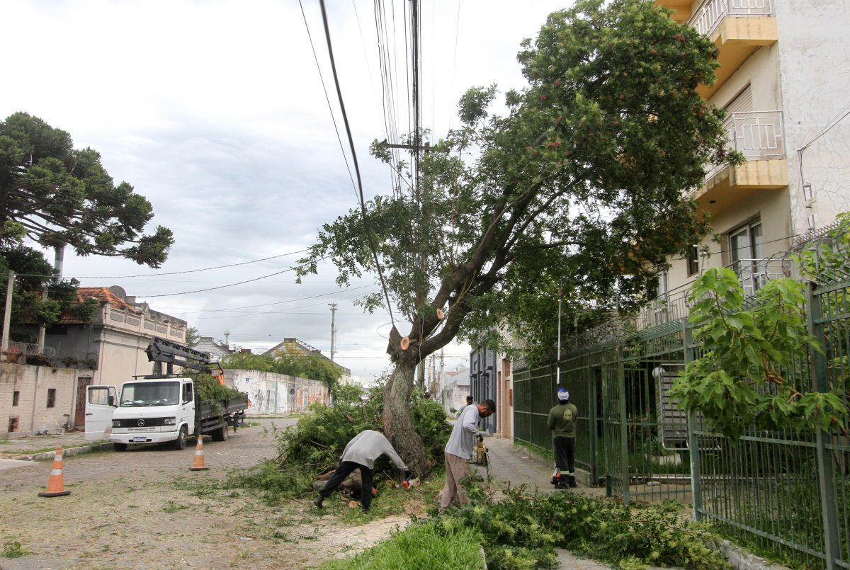 Descriminalização da poda em caso de risco gera alerta sobre cortes ilegais