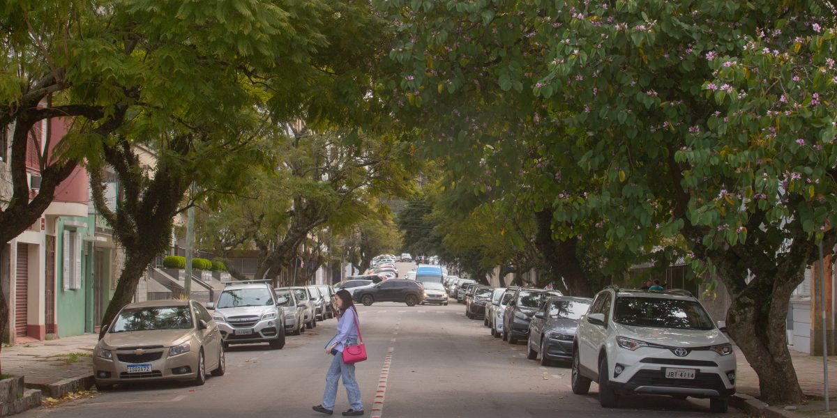 Nova queda de árvore expõe falhas na arborização urbana de Pelotas
