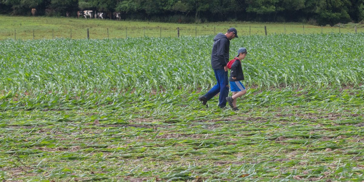 Produtores da Zona Sul contabilizam estragos após chuva intensa