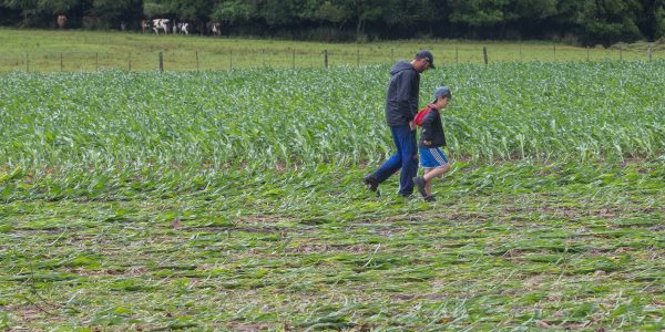 Produtores da Zona Sul contabilizam estragos após chuva intensa