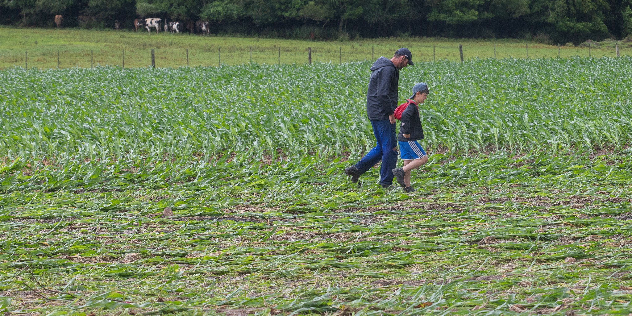 Produtores da Zona Sul contabilizam estragos após chuva intensa