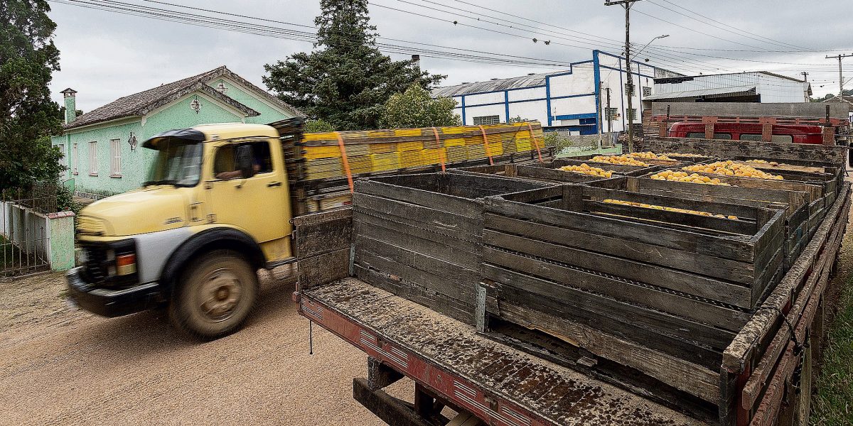 Conab vai debater forma de apoio federal ao setor do pêssego em Pelotas