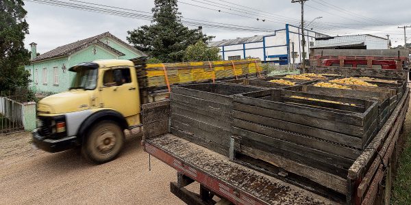 Conab vai debater forma de apoio federal ao setor do pêssego em Pelotas