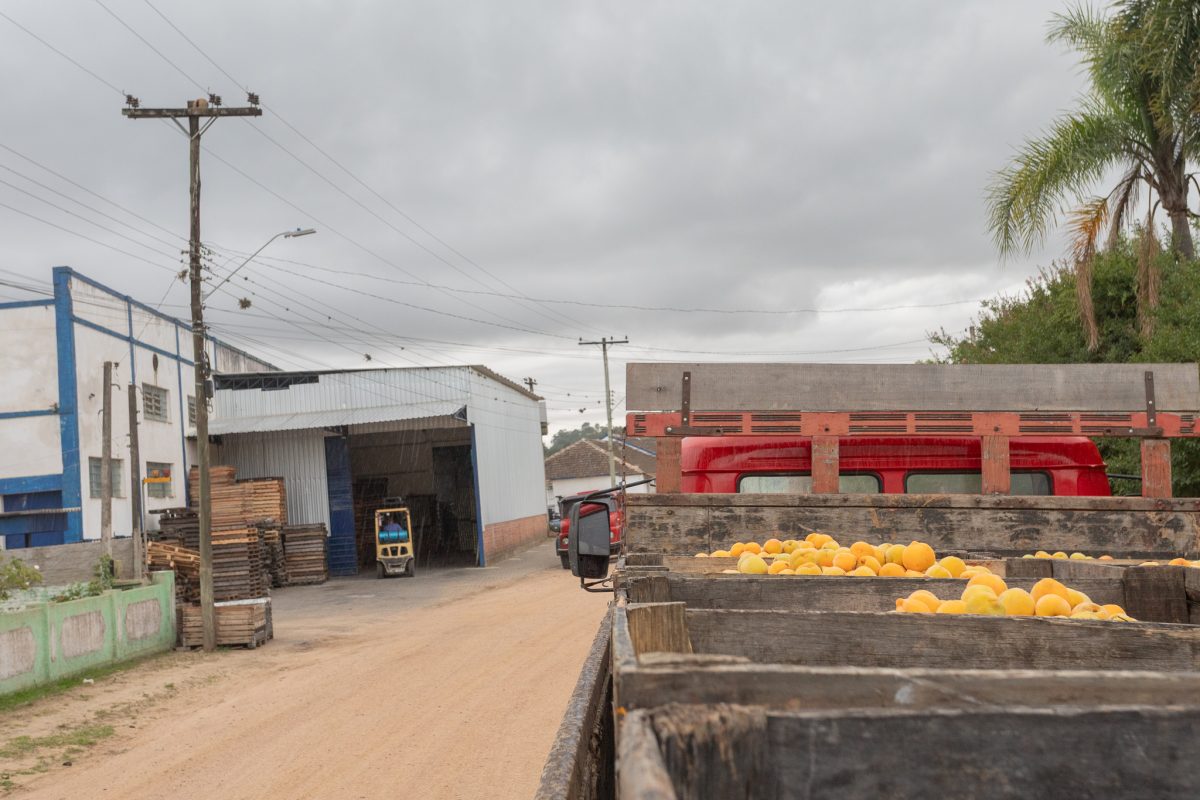 Produtores de pêssego têm de descartar parte da colheita por atraso no recebimento da fruta pelas indústrias