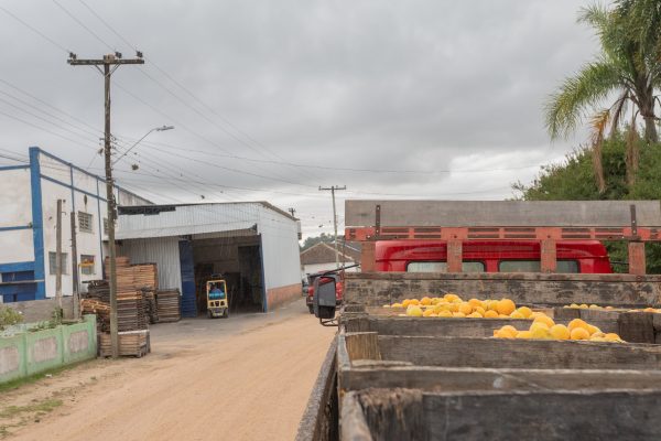 Produtores de pêssego têm de descartar parte da colheita por atraso no recebimento da fruta pelas indústrias