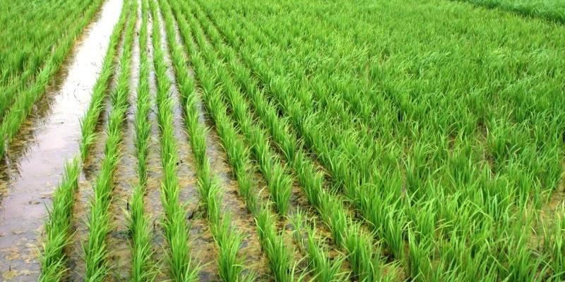Área semeada com arroz no RS ultrapassa 95,24% da intenção