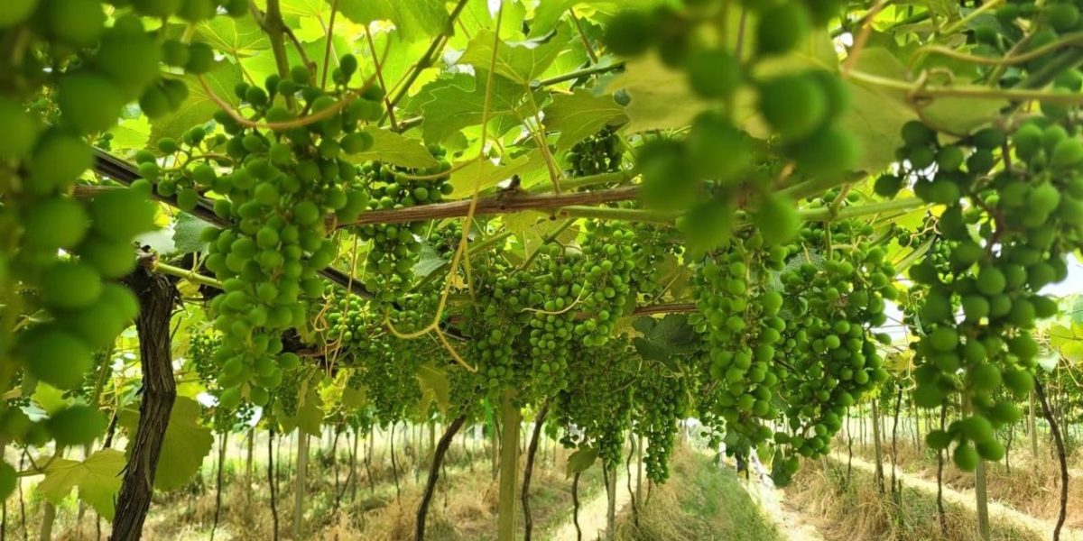 Estimativa para safra da uva é de alcançar 985 toneladas em Pelotas