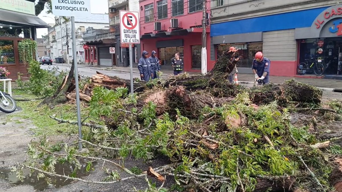 Árvore cai na Bento Gonçalves e atinge moto e carro