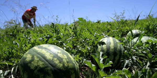 Região Sul tem expansão na safra de melancia e projeta salto na liderança estadual