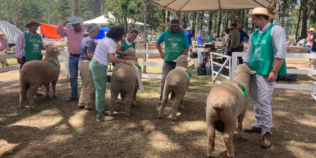 Feovelha tem expectativa de público recorde na 42ª edição
