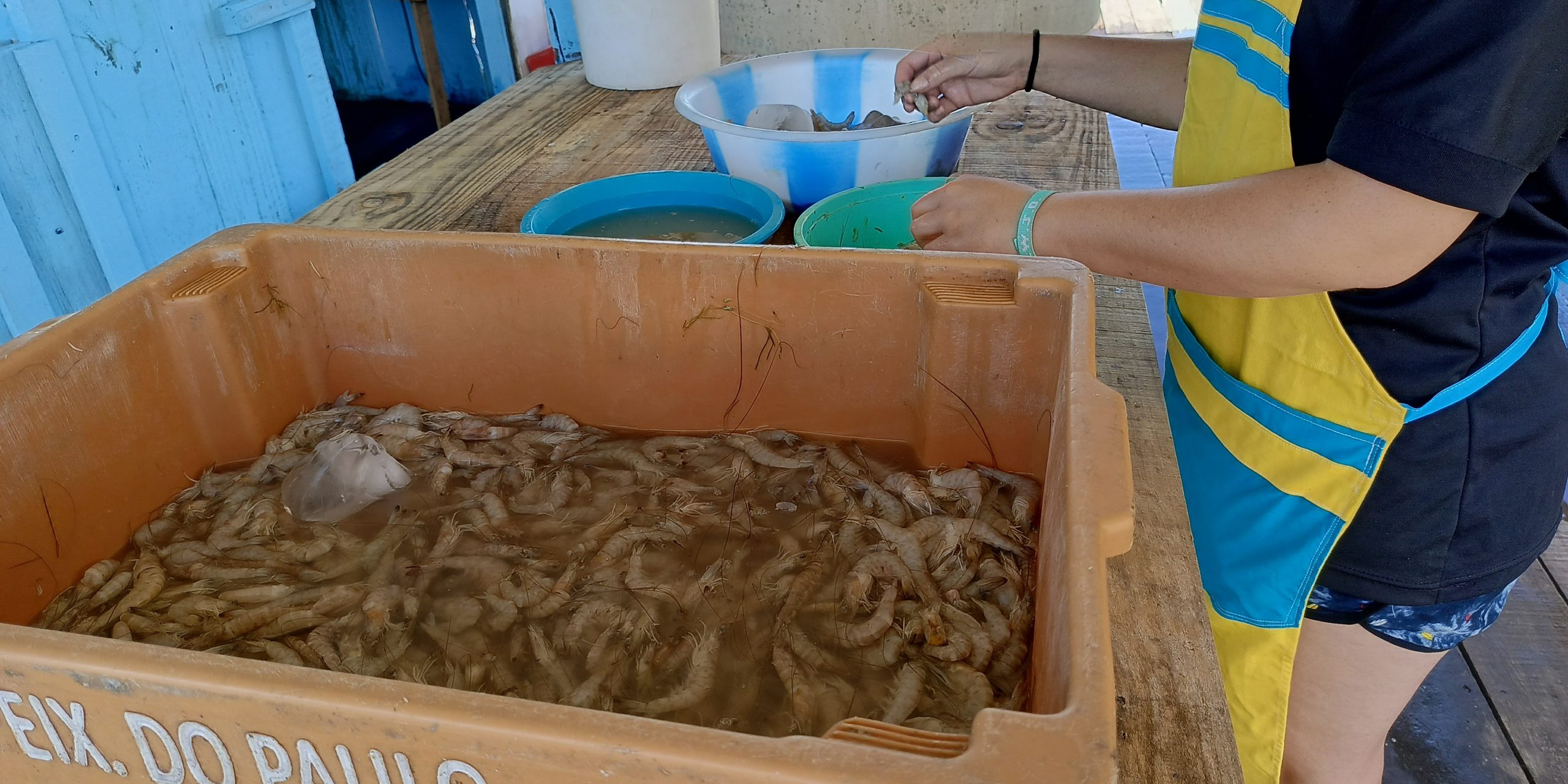 Rio Grande e São José do Norte preparam abertura da safra do camarão