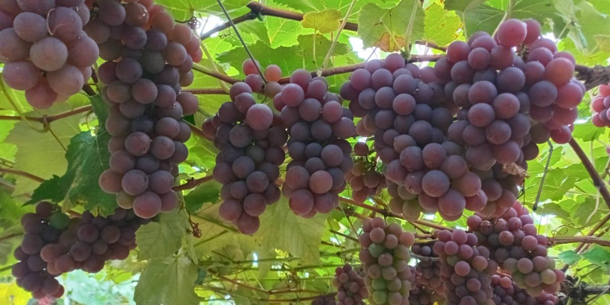 Produção de uva em Pelotas projeta alta de 23% em 2026