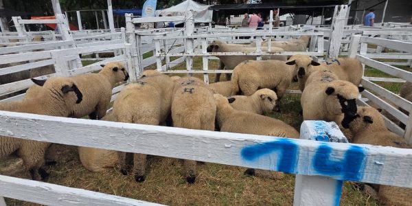 42ª Feovelha abre a temporada de remates